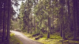 deliverability after Gmail bulk rules: Mailchimp vs Kit in practice